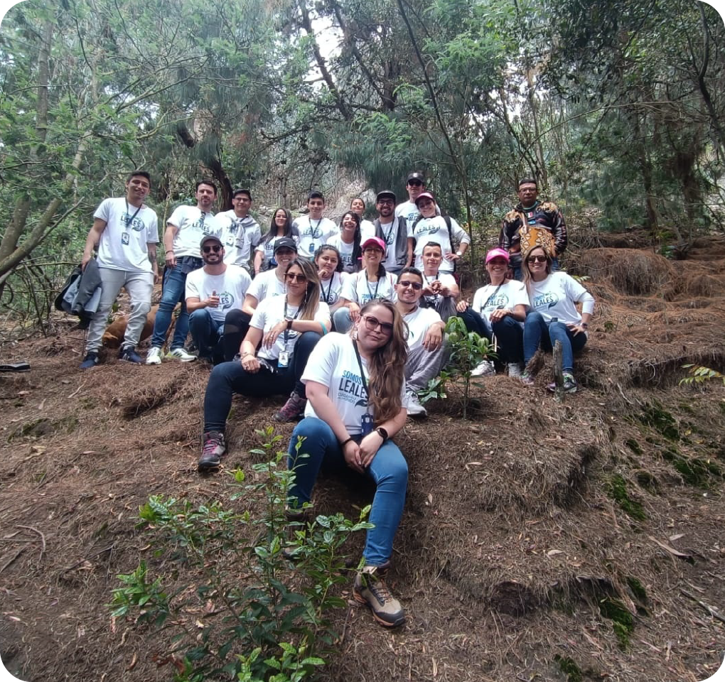 reforestacion